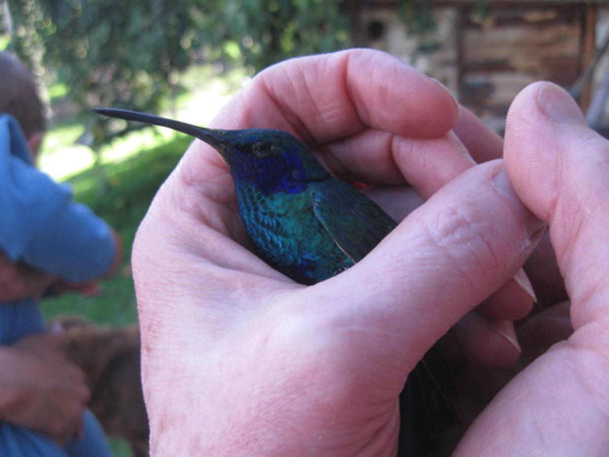 Вилла Jardin Colibri Rnt 33633 Гуатавита Номер фото